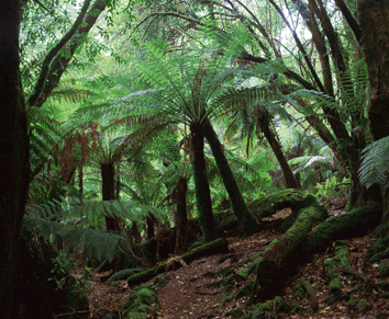 A rainforest