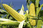 Image: Corn