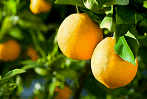 Image: Oranges
