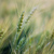 Image: Wheat crops