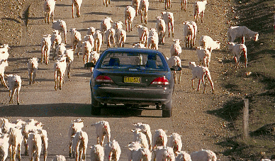 Sheep flock moving along a road