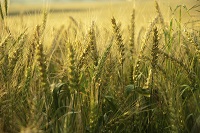 Image: Wheat