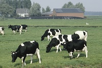 Image: Cows