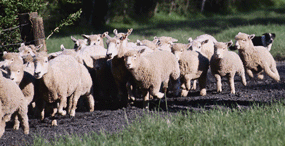 Sheep dog rounding up sheep