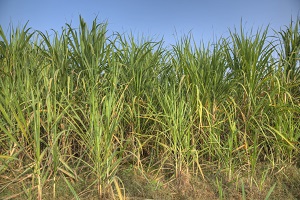 Image: Sugar cane