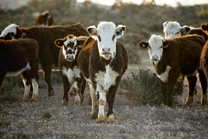 Image: Herd of cows