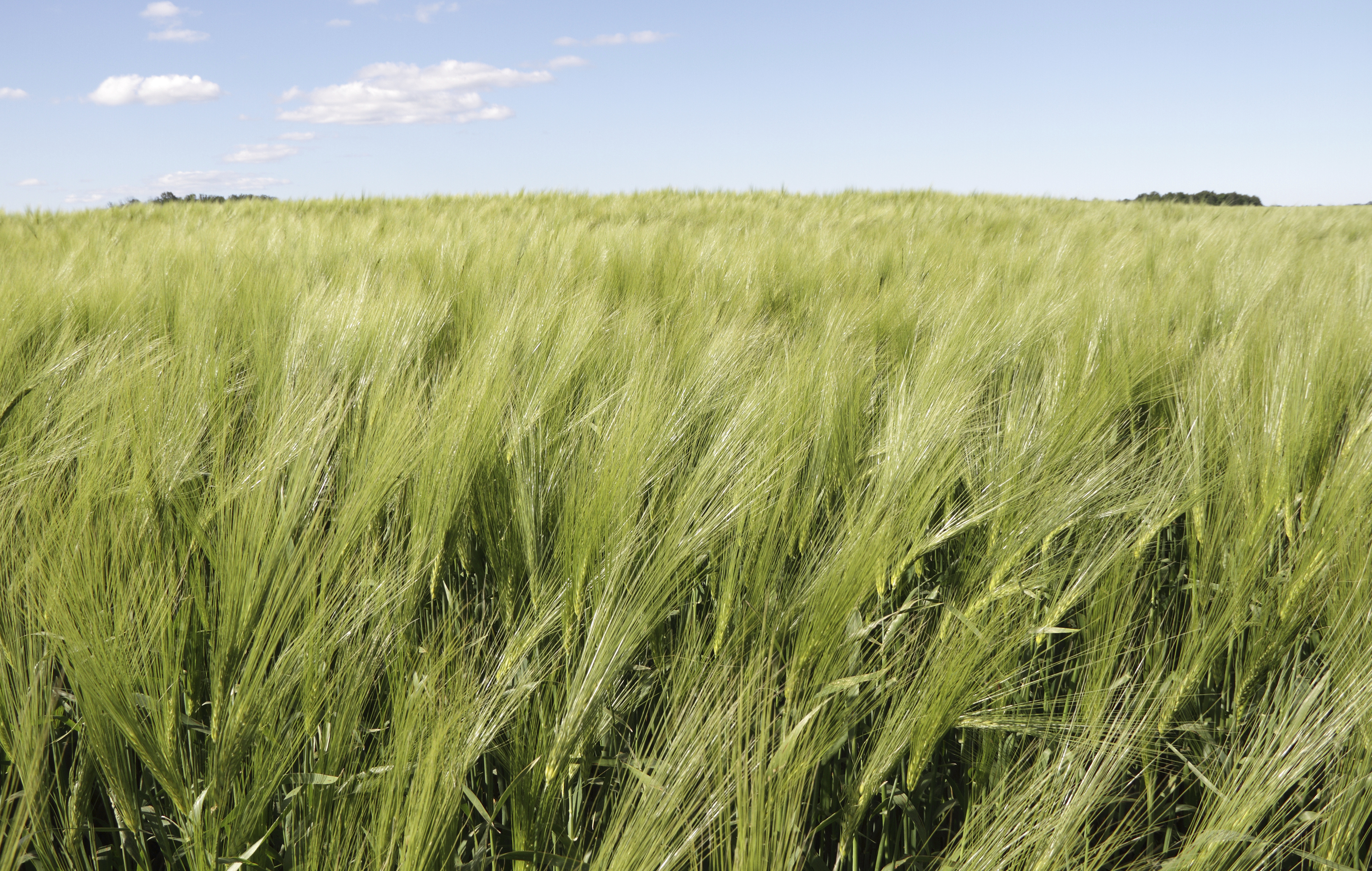 Image: Field of barley