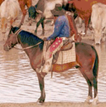 Stockman droving cattle