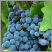 Image: grapevines