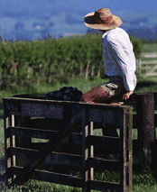 Farmer sitting on fence