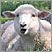 Image: lamb