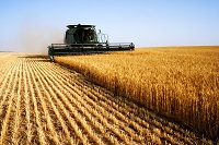 Image: Wheat harvest
