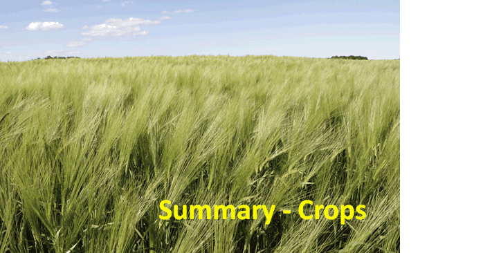 Image: Barley field