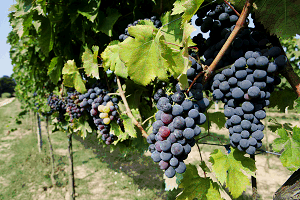 Image: Grapes