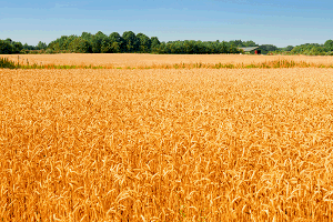 Image: Field of wheat