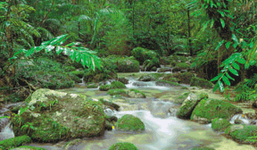 Image: Rainforest