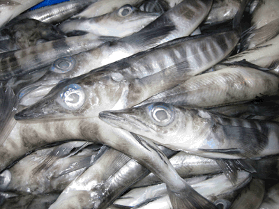 Mackerel icefish, courtesy Australian Fisheries Management Authority.