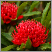 Image: Waratah flower.