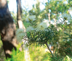 Flora in Kings Park (Photo courtesy of Hannah-Beth Weeks)