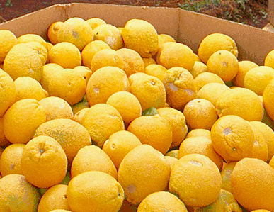 Box of freshly picked lemons