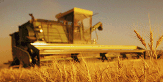 Tractor in field of wheat