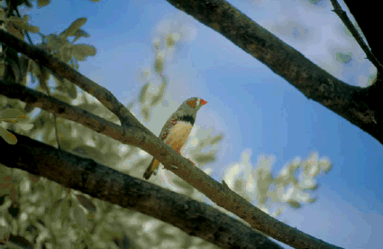 Zebra Finch