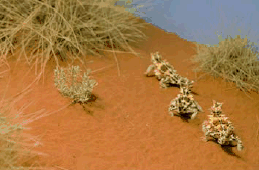 Thorny Devils, Alice Springs Desert Park