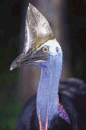 Cassowary