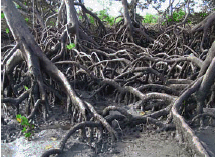 Mangroves