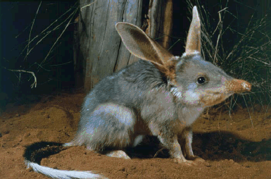 Bilby, Shark Bay.