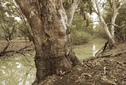 River Red-gum, New South Wales