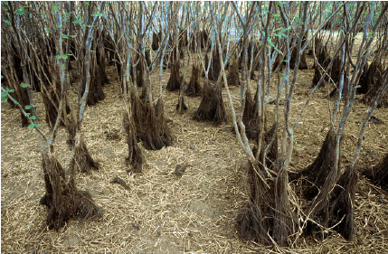  Mimosa Pigra, Daly River