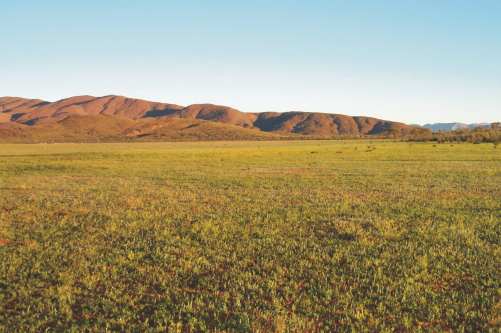 S14: Flowering of annual and ephemeral daisies and other herbs in central Australia, photograph by Catherine Nano.