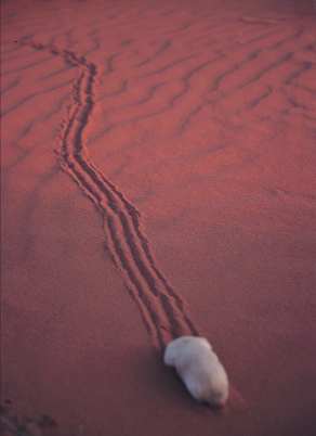 S18: Like many desert animals, the marsupial mole (Notoryctestyphiops) survives extremes of temperature by living underground. Photograph by Mike Gilliam.