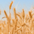 Image: Wheat Grain used