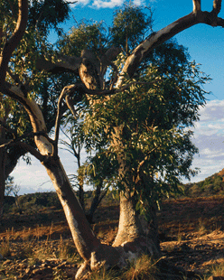 Gum tree