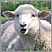 Image: sheep