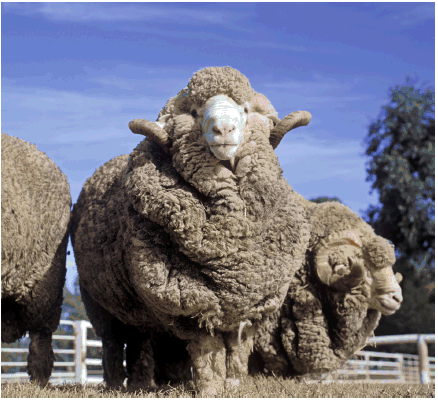 Merino Sheep