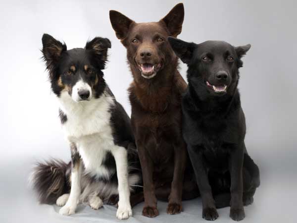 Image: Kelpies.