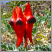 Thumbnail image of Sturt's Desert Pea