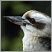 Image: kookaburra