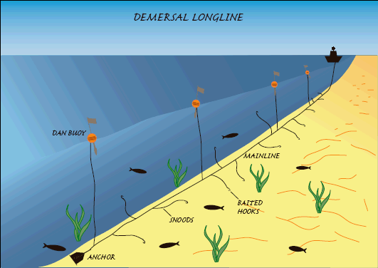 Demersal longline