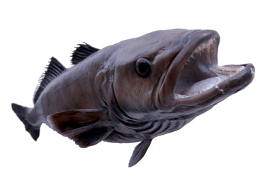 Patagonian toothfish