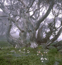 Snow Gum, Kosciuszko National Park