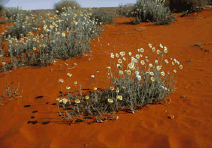 Simpson–Strzelecki Dunefields